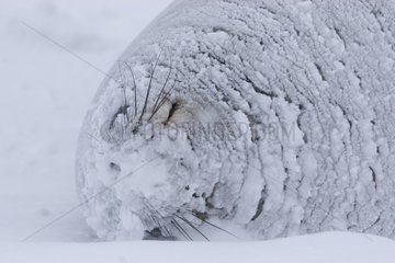 Weddell seal sleeping in blizzard Terre Adelie