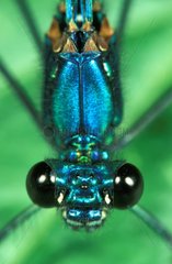 Large plan head and thorax of Beautiful demoiselle male