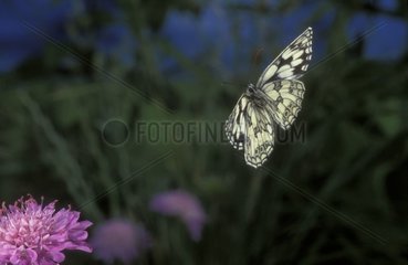 Marbled White in flight Auvergne France