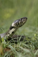 Portrait of Grass Snake United-Kingdom