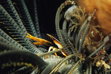 Squat Lobster in a Comatulid Maluku Sea Indonesia