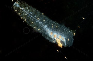 Planktonic Jellyfish Island of Hiva Oa Marquesas Polynesia