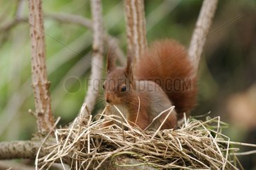 Eurasischer Red Eichhörnchen in einem verlassenen Vogelnest Frankreich