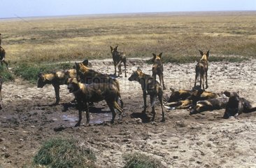 Gruppe afrikanischer Wildhunde im Serengeti NP Tansania