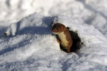 Weasel coming out of a hole in the snow