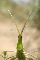 Head of a Mediterranean Slant-faced Grasshopper Andalucia
