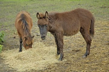 Pony -Fohlen und junger Maultier  Heu aus Frankreich zu essen