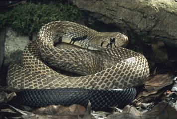 Indigo snake in terrarium