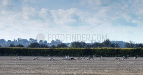 Pack of Foxhounds hunting the fox in autumn - GB