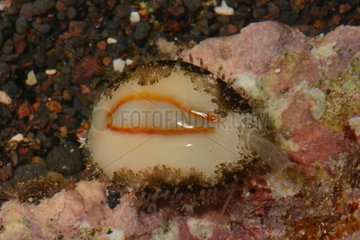 Walled cowrie on Reef - Tahiti French Polynesia