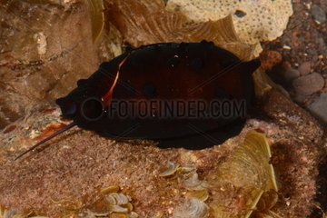 Mole Cowry on reef - Tahiti French Polynesia