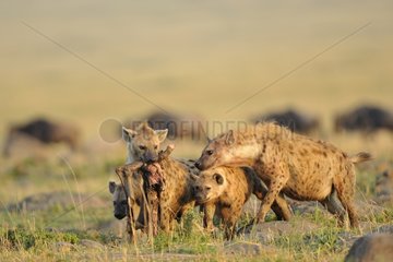Spotted hyenas with a carcass of a young Wildebeest Kenya