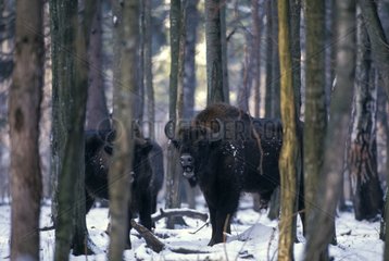 Couple of european Bisons in Bialowieza forest Poland