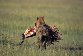 Speckled Hyena transporting a carcass Kenya