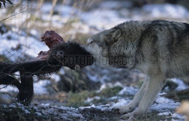 Loup dévorant un sanglier