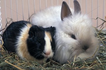 Dwarf rabbit and Guinea-pig in a cage