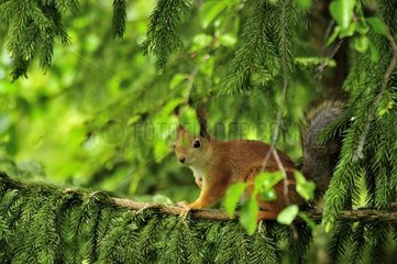 Eurasian Red Squirrel on a branch Martinselkonen Finland