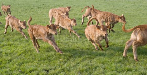 Band of 'Limousin' Calves running in a meadow France