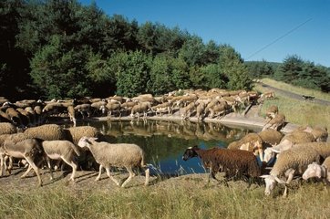 Herde von Schafen trinken in einem Lavogne France 48