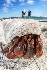 Strawberry land hermit crab (Coenobita perlatus) on beach  Jardines de la Reina National Park  Cuba