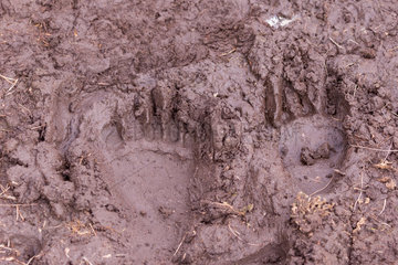 Brown bear (Ursus arctos) traces in mud  Finland