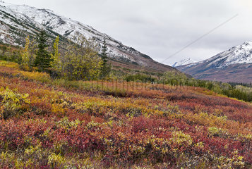Dalton Highway : from Fairbanks to Prudhoe Bay  Autumn tundra south of the Brooks Range  Alaska  USA