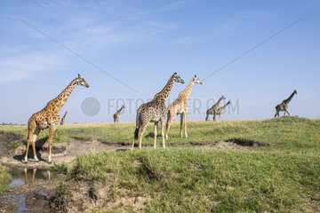 Masai Giraffe (Giraffa cameleopardalis tippelskirchi)  group at water hole  Masai-Mara National Reserve  Kenya