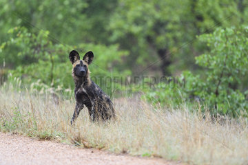 African Wild Dog (Lycaon pictus) sitting  South Africa  Kruger national park