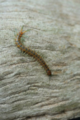 Megarian banded centipede (Scolopendra cingulata) on wood  Bulgaria