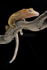 Eyelash gecko (Corellophus ciliatus) on a branch on black background.