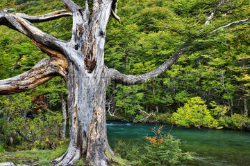 Dead tree on river bank  Argentina Patagonia.