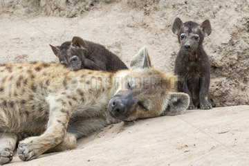 Spotted hyena (Crocuta crocuta)  mother and young at the burrow  Sabi sand private reserve  South Africa