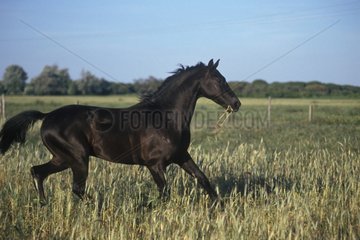 Anglo Pferd/arabisch -spanisches Andalusien Spanien