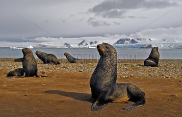 South American fur seal (Arctocephalus australis). Antarctic Peninsula.