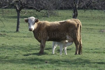 Cow nursing its calf in a meadow Normandie France