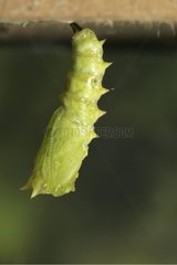 Portrait of a Camberwell Beauty chrysalis France