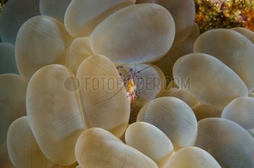 Sauberere Garnelen in einer Blase Coral Sulawesi Indonesien