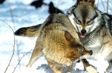 Loup mâle voulant imposer son autorité PN Bayerischer Wald