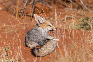 Cape fox (Vulpes chama)  resting  Kalahari Desert  South African Republic