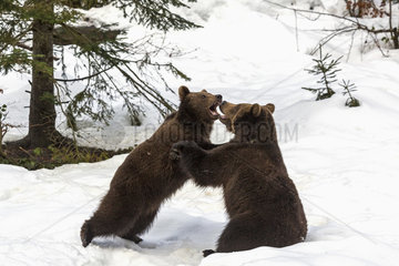 Brown Bear (Ursus arctos) playing in the snow  BayerischerWald  Germany