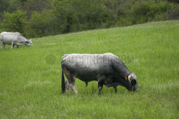 Gascon bull grazing in a mountain pasture on a spring evening. France