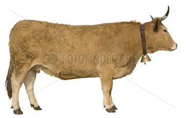 Aubrac cow on white zone France