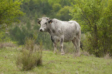 Gascon cow grazing in a mountain pasture in the spring. France