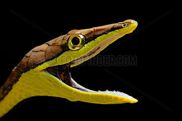 Portrait of Brown vine snake (Oxybelis aeneus) on black background  Costa Rica