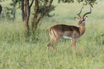 Impala (Aepyceros melampus)  male  private reserve of Sabi Sand  South Africa