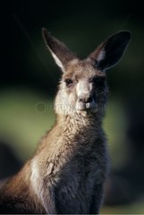 Portrait of Eastern Grey Kangaroo NSW Australia