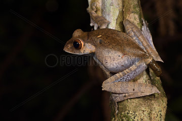 Madagascar Bright-eyed Frog (Boophis madagascariensis) defecating  Andasibe  Perinet  Alaotra-Mangoro Region  Madagascar