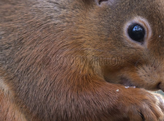 Red squirrel (Sciurus vulgaris) head details  Scotland