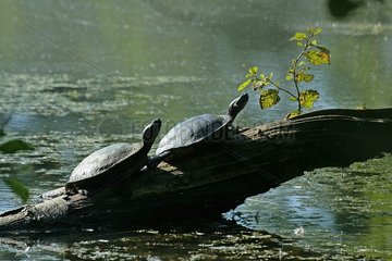 Sun for two Florida turtles in a pond Lorraine