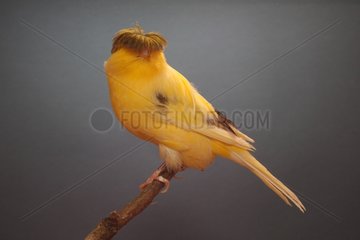 Canari 'Variegated Crest Bred' on a branch